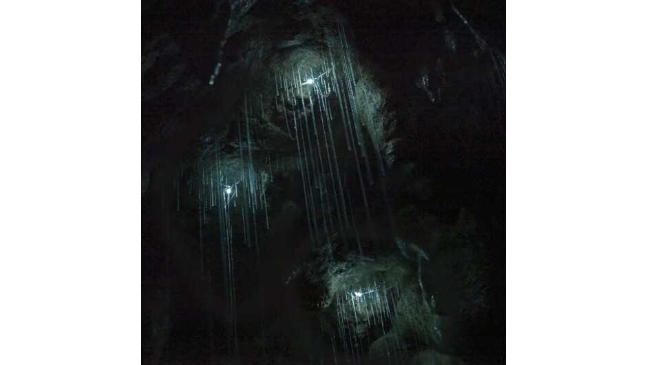 Glow Worms (time exposure) with webs hanging down inside Milky Way Cave on the guided tour.