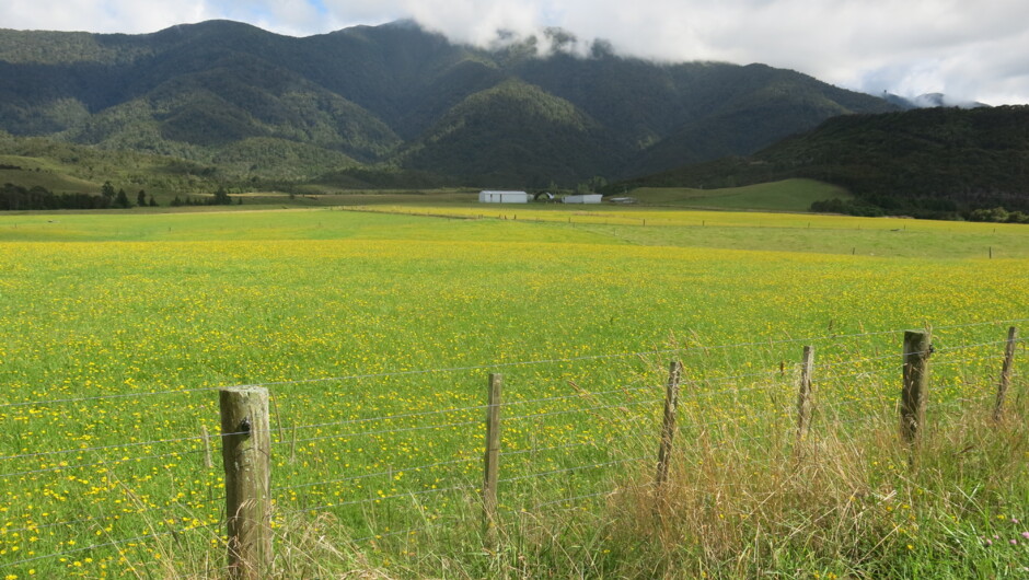 Fields of gold, quiet back country cycling