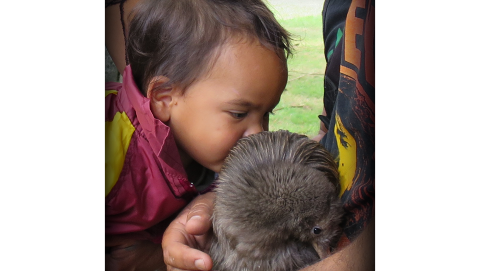 Baby encounter with one of our Kiwi