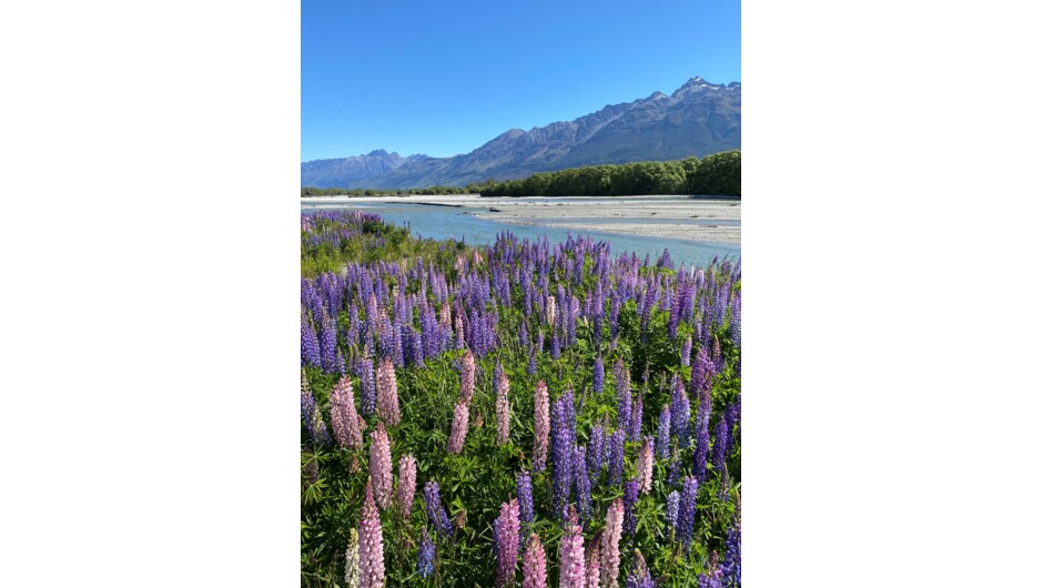 Glenorchy and Lupins
