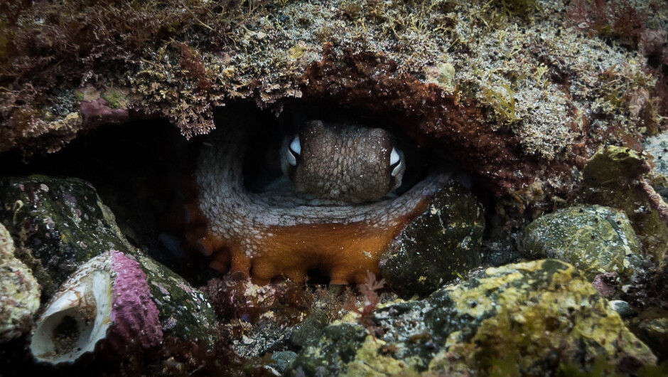 Octopus hiding in it&#039;s Grotto at Goat Island.
