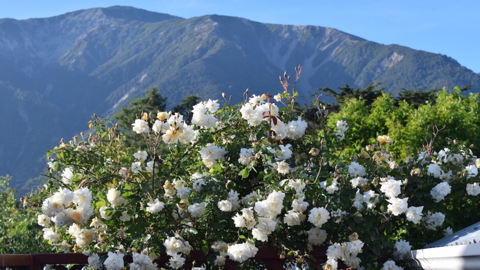 View from Mahoe balcony towards Mt Fyffe and showing the banksia rose in bloom.