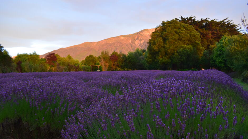 View over blooming lavender to Mt Fyffe. This is just one area of the gardens.