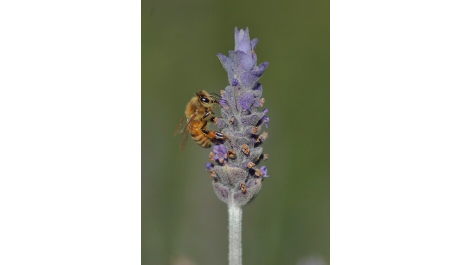 Bee on Dentata lavender in August.