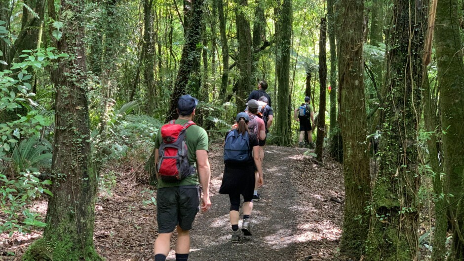 Walking through the ancient forests of Maungatautari