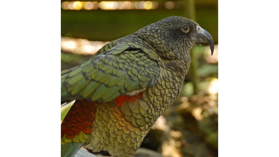 Close up on Jimmy our cheeky Kea