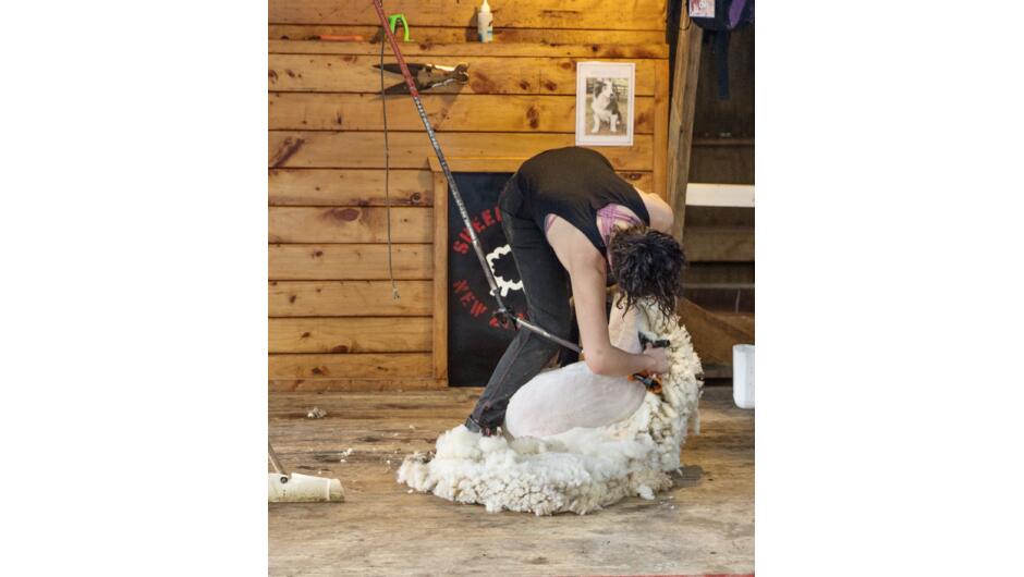 Shearing show in action.