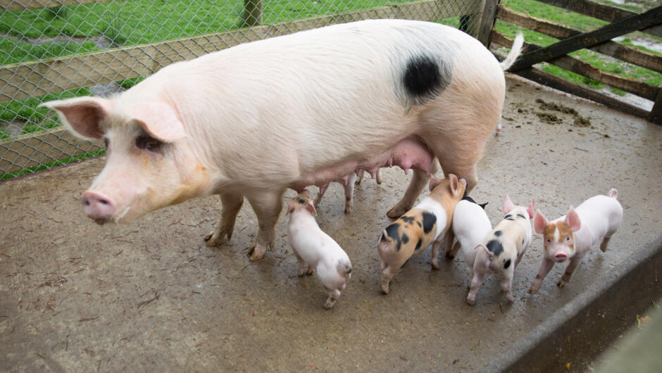 One of our Mumma pigs and her babies.