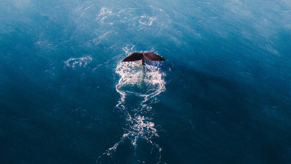 A Sperm Whale diving