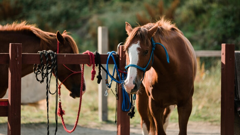 Meet your horse at the start of the day and get to know him by brushing and saddling him before your ride.