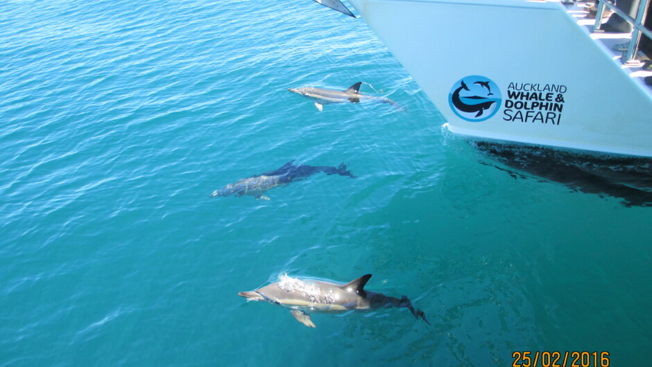 Auckland Whale &amp; Dolphin Safari Half-day Cruise
