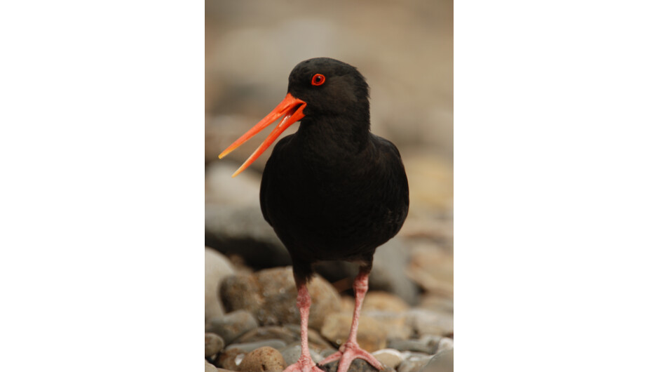 Oyster catcher calling its mate on the beach