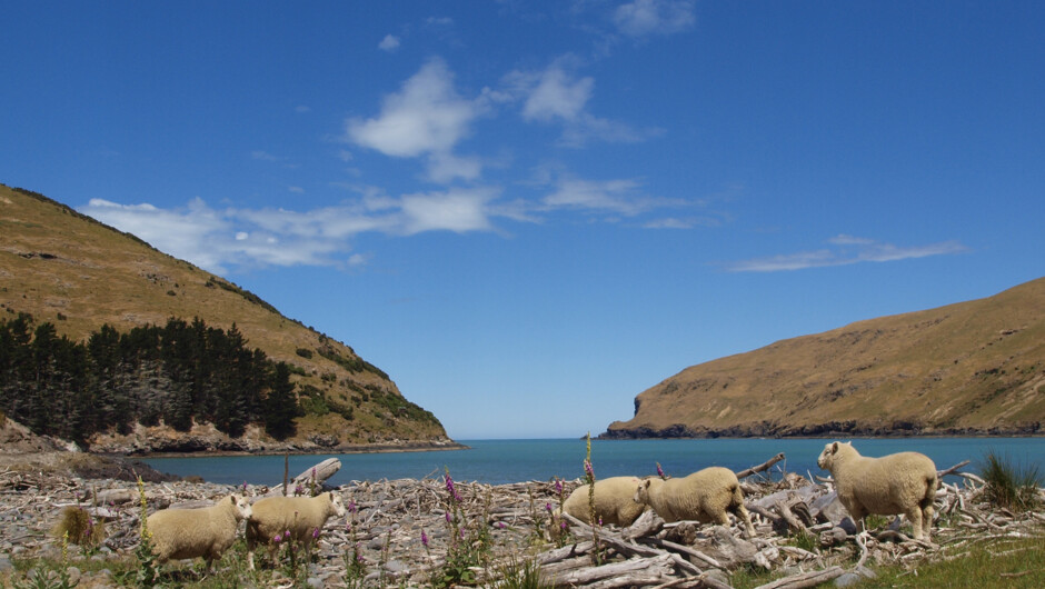 Pohatu Bay with cute sheep grassing