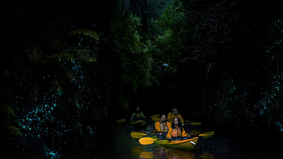 Kayak Glowworm Tour with Riverside Adventures. Did you know - Glowworms don't turn off, they're always glowing. We can't see them in the daylight.