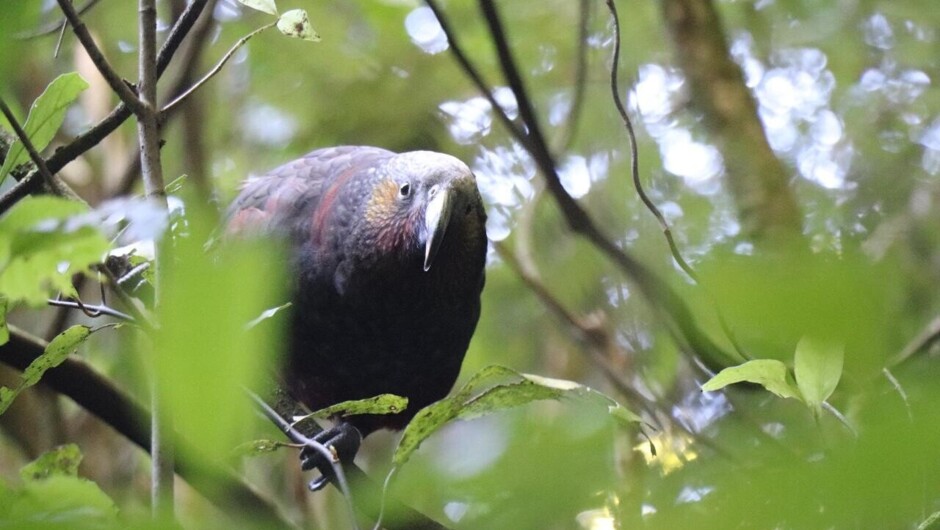 Sanctuary Mountain Maungatautari. Choose a wetland or a Southern Enclosure Tour with Sanctuary Mountain. Learn and discover the native, protected birds and other species in this enclosure.