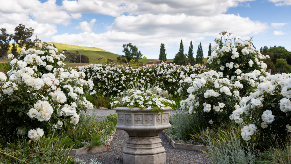 The White Garden at Longbush Cottage, with the roses in full bloom.