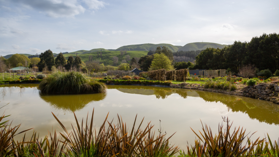Our large pond/mere with island, looking back towards the cottage at Longbush Cottage