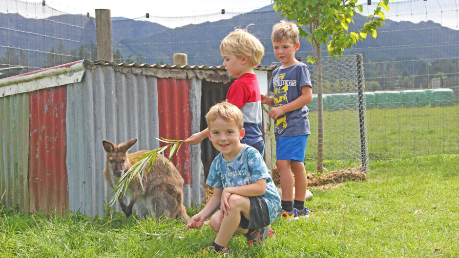 Hand feed our friendly wallabies.