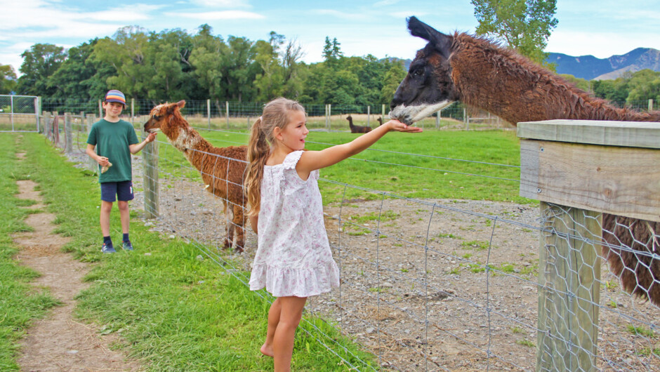 Everyone loves llamas and alpacas.  Ours love to eat from your hand.