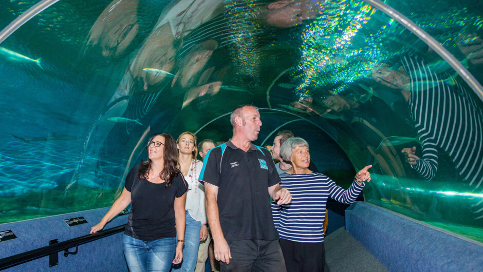 Join our expert guides for the best way to experience National Aquarium of New Zealand.