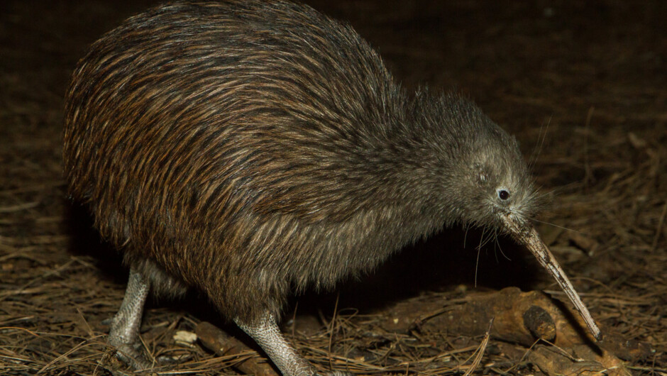 Visit a purpose-built nocturnal habitat, observe a Kiwi egg up close, and delve into their quirky habits and favorite meals with our knowledgeable guide.
