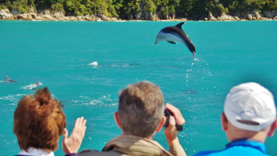Abel Tasman dolphin fun