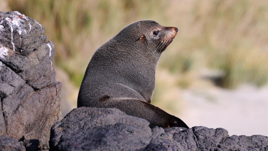 New Zealand Fur Seal