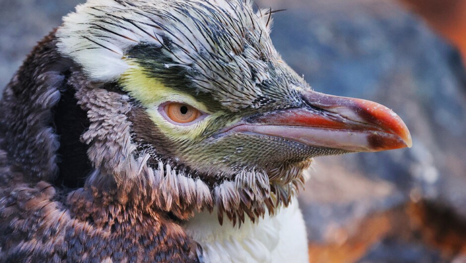 Moulting Yellow-eyed Penguin