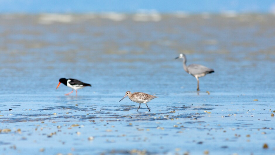 Pied Oyster Catcher, Bar-tailed Godwit and White-faced Heron