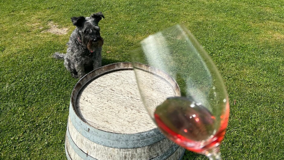 Ruby the wine tour dog.