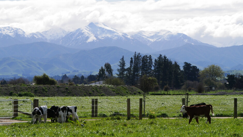 Get a sense of rural New Zealand, check out the cows, sheep &amp; food crops of the Wairarapa.