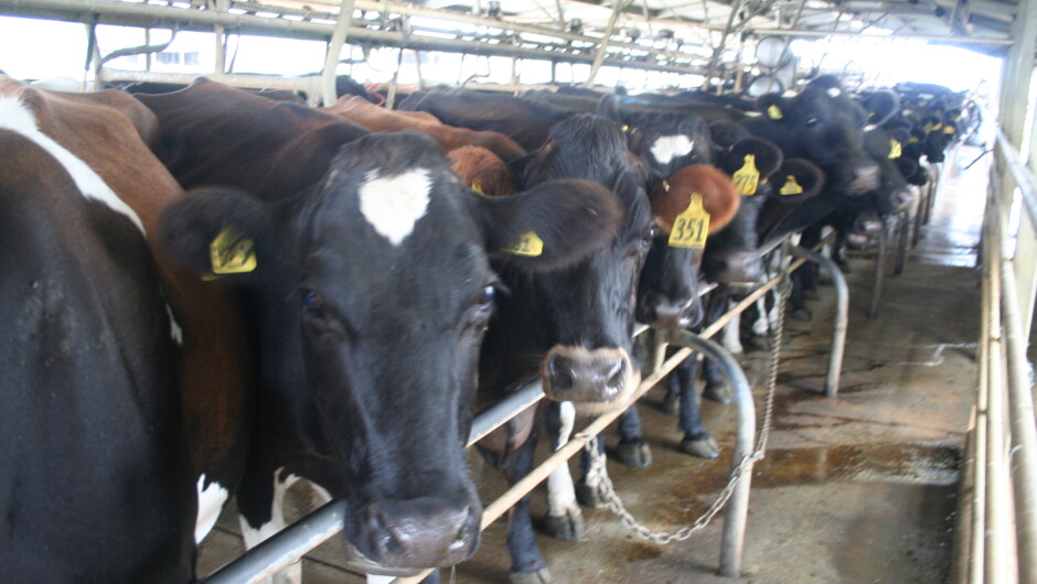 Cows being milked.