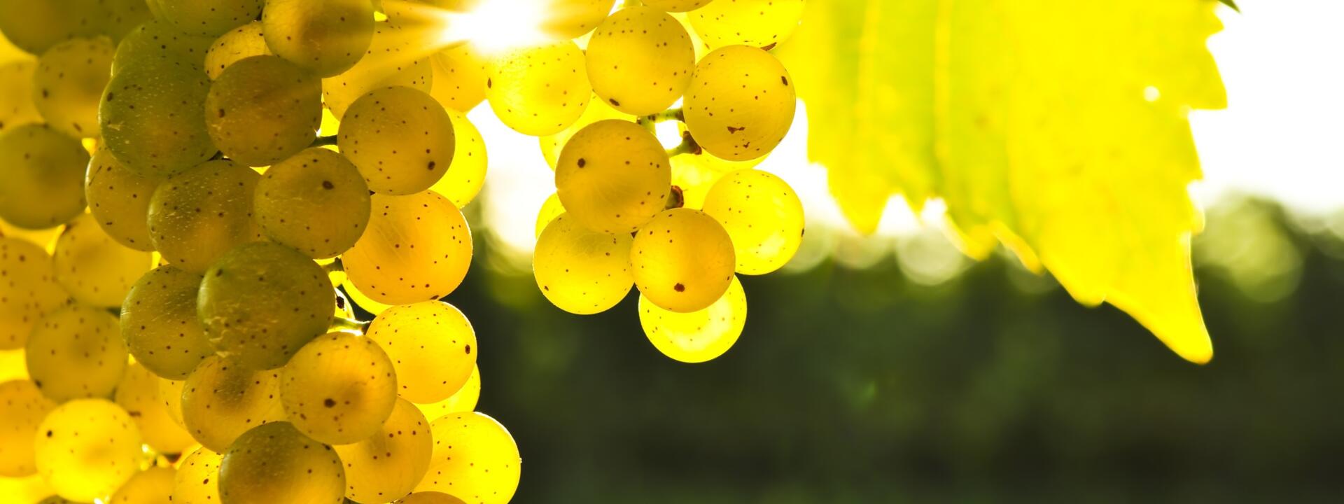 Sunlit Grapes in Blenheim.jpg