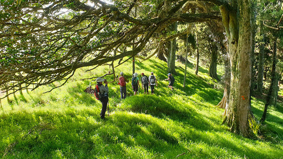 Enjoy the beauty of the Waikato&#039;s rolling green hills.