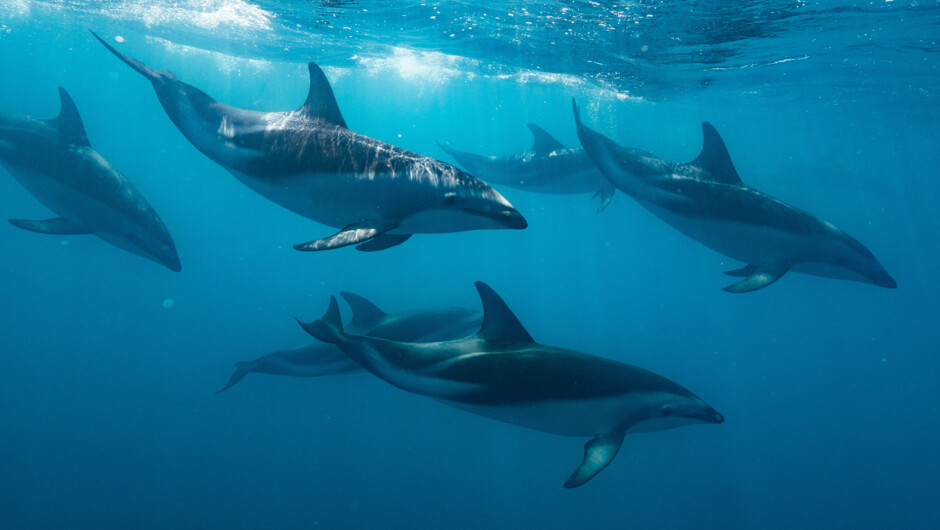 Dusky Dolphins - they are socially curious!