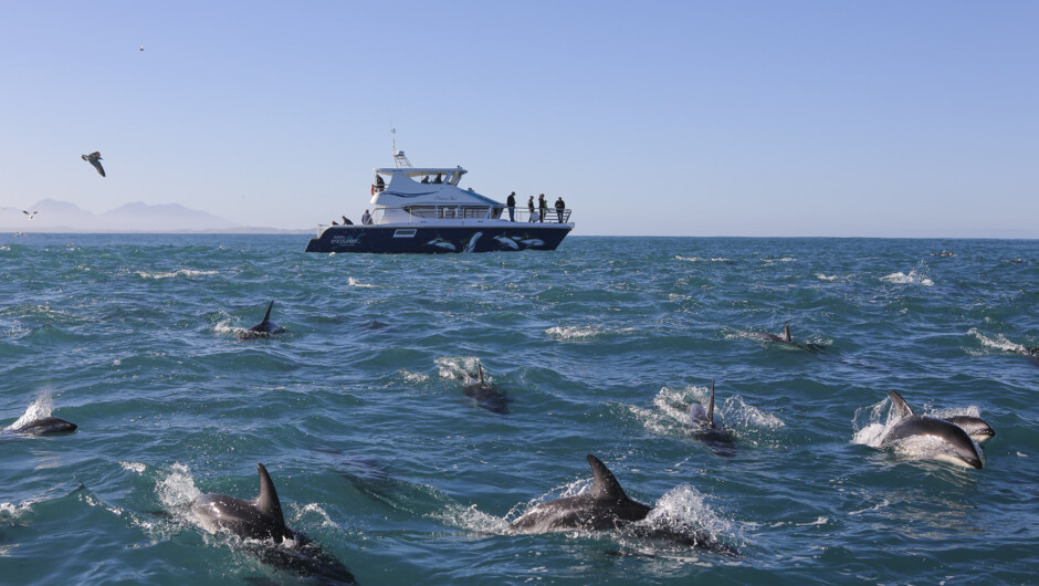 A pod of Dusky dolphins off the Kaikoura Coast