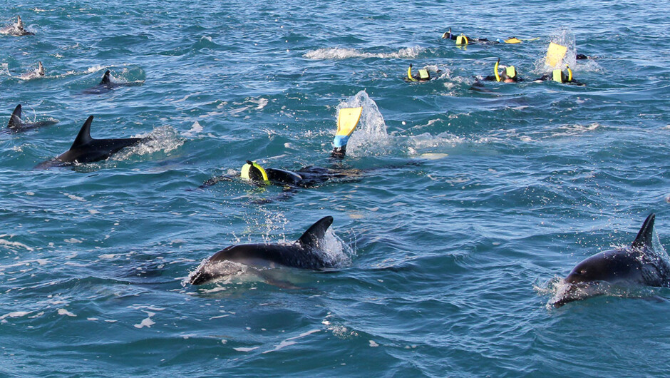 Swimming with dusky dolphins - all equipment is supplied