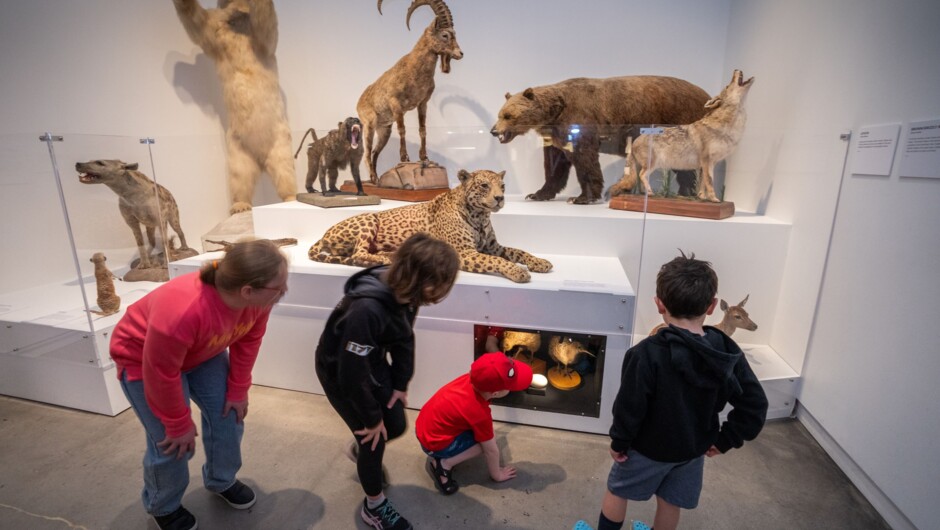 A menagerie of taxidermied animals can be viewed at the Canterbury Museum at CoCA.