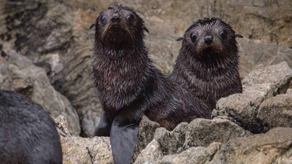 Seal pups on Anchor Island, Dusky Sound.