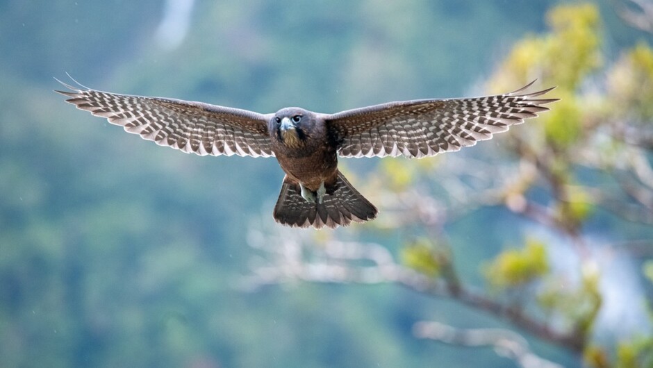 New Zealand Falcon in Fiordland, enjoy the abundant birdlife