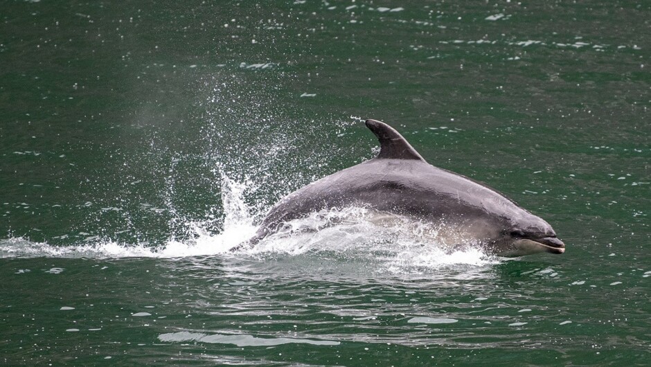 Resident Dusky Dolphins