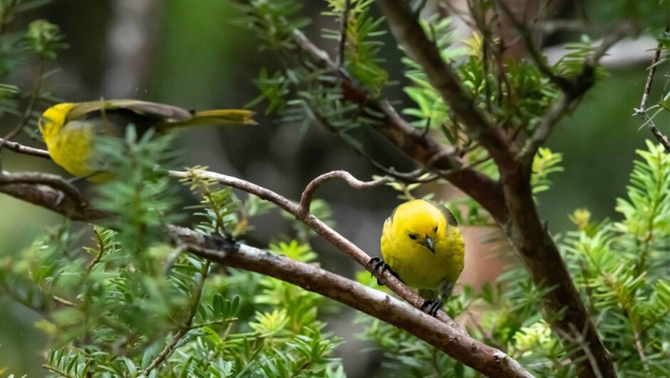 Yellowhead / Mohua.  A bird endemic to the South Island of New Zealand