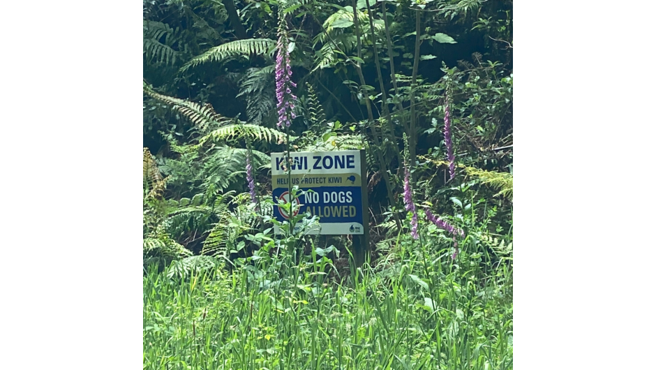 Entering the Kiwi zone at Ōmataroa forest