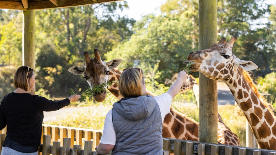 Hand feed majestic giraffe.