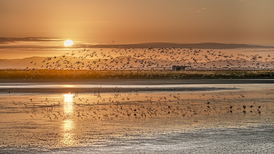 Sunrise flock over the ponds