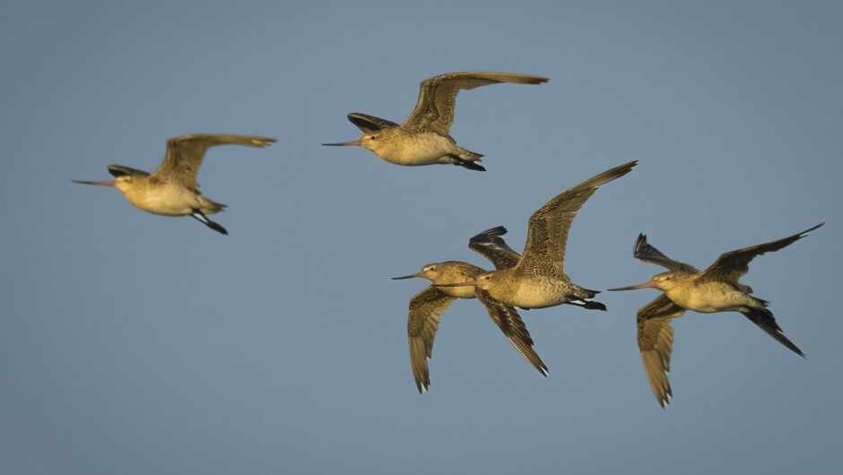 Bar-tailed godwits in flight