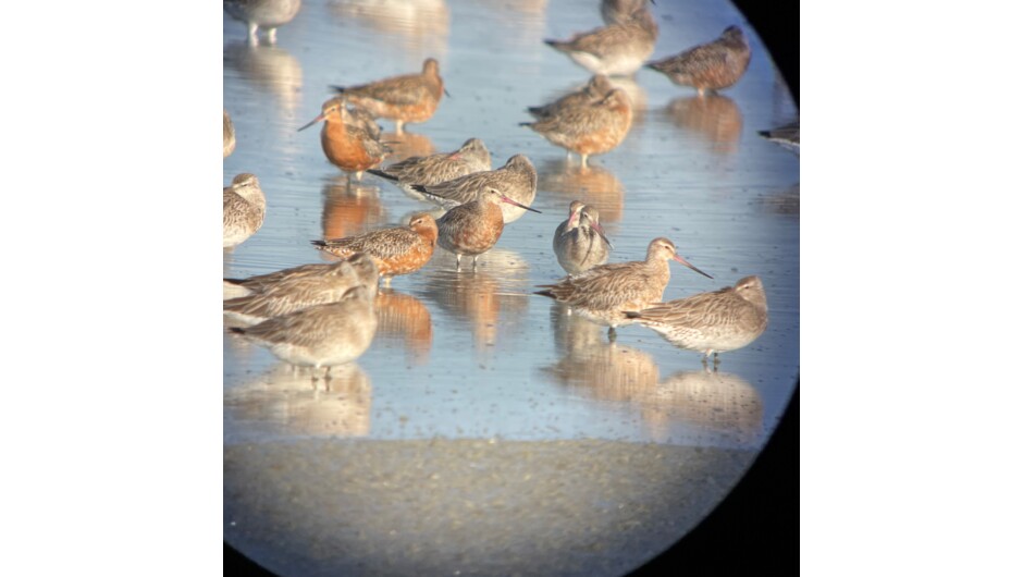 Bar-tailed godwits through a scope