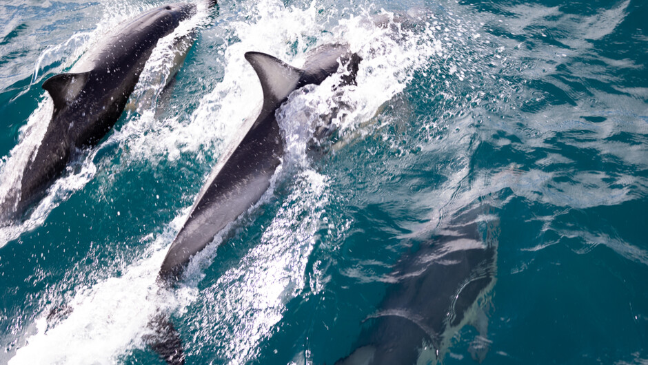 Common dolphins in wake