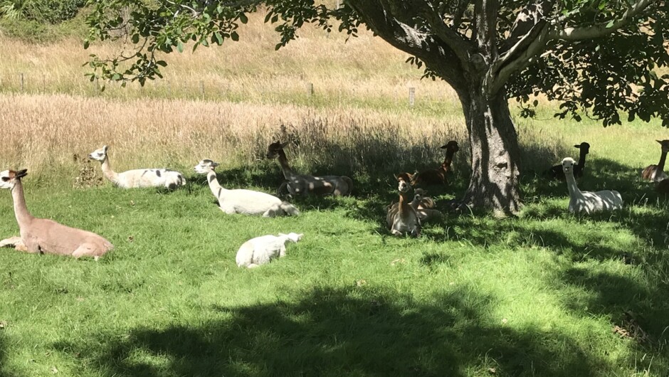 Members of the female herd relaxing in the summer warmth