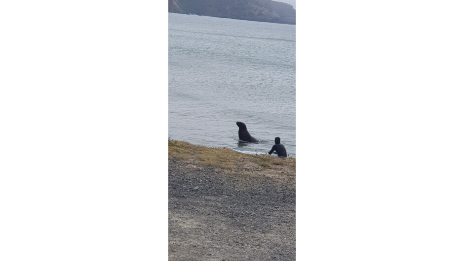 A male sea at Aramoana, Grays Beach, Dunedin where the 1990 Massacre took place killing 13 people, a sad day for Dunedin